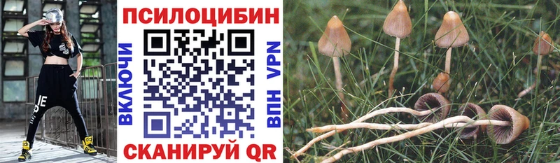 дарнет шоп  Ковров  Псилоцибиновые грибы Magic Shrooms 